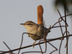 Cercotrichas galactotes