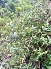 Eupatorium tashiroi