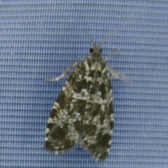 Pseudohermenias abietana