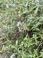 Eupatorium tashiroi
