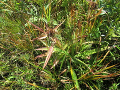 Gentiana macrophylla