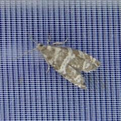 Epinotia tedella