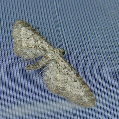 Eupithecia subumbrata