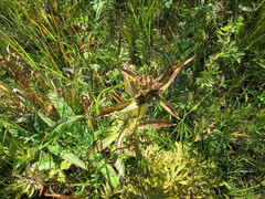 Gentiana macrophylla