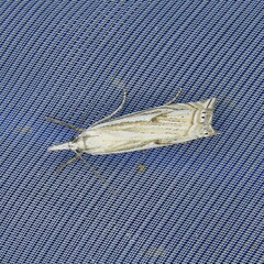 Crambus lathoniellus