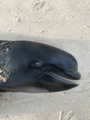 Globicephala melas