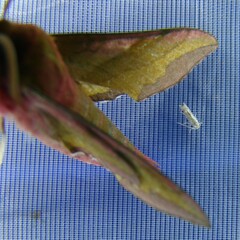 Deilephila porcellus