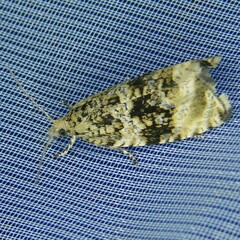 Syricoris lacunana
