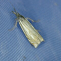 Crambus lathoniellus
