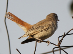 Cercotrichas galactotes