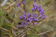Limonium gmelinii