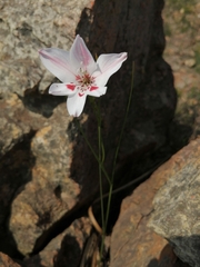 Gladiolus debilis