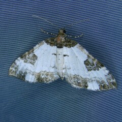 Melanthia procellata