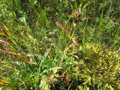 Gentiana macrophylla