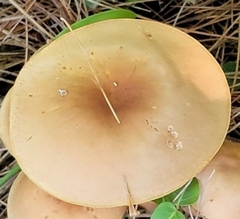 Lactifluus volemus