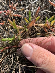 Fimbristylis polytrichoides