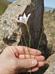 Gladiolus debilis