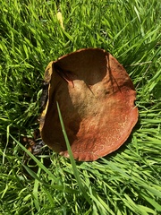 Suillellus luridus