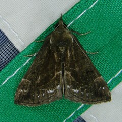 Hypena crassalis