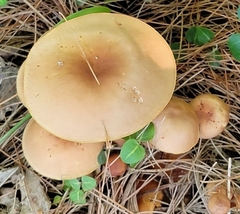 Lactifluus volemus