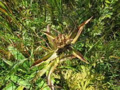 Gentiana macrophylla
