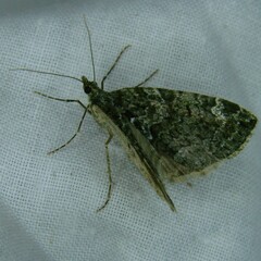 Chloroclysta siterata