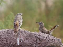 Cercotrichas galactotes