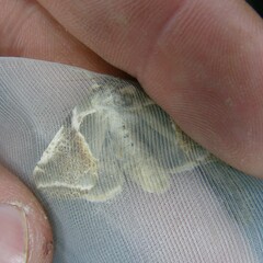 Habrosyne pyritoides