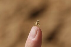Empusa pennicornis