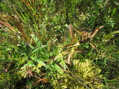 Gentiana macrophylla