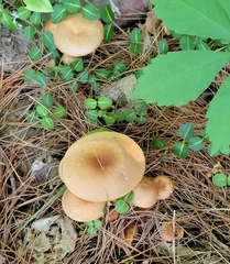 Lactifluus volemus