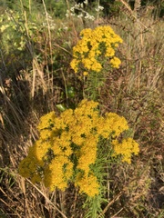 Euthamia caroliniana
