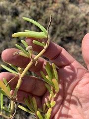 Suaeda arbusculoides