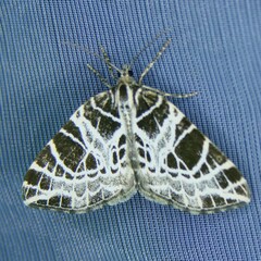 Eustroma reticulata