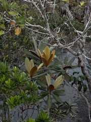 Beccariella sebertii