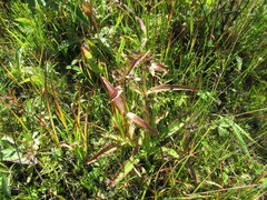 Gentiana macrophylla