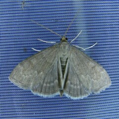 Anania fuscalis
