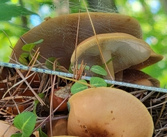 Lactifluus volemus