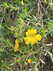Hibbertia hypericoides hypericoides