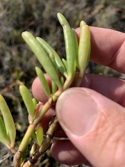 Suaeda arbusculoides