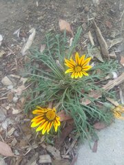 Gazania linearis