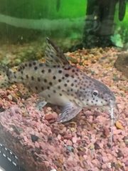 Synodontis camelopardalis