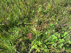 Gentiana macrophylla