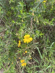 Hibbertia hypericoides hypericoides