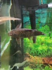Synodontis camelopardalis