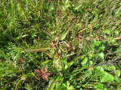 Gentiana macrophylla