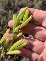 Suaeda arbusculoides