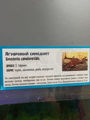 Synodontis camelopardalis