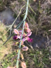 Polygala virgata