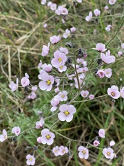 Diplopeltis huegelii